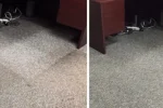 Office Deep Cleaning Sevices in Dubai | The Fast Clean Office Deep Cleaning Sevices in Dubai | The Fast Clean